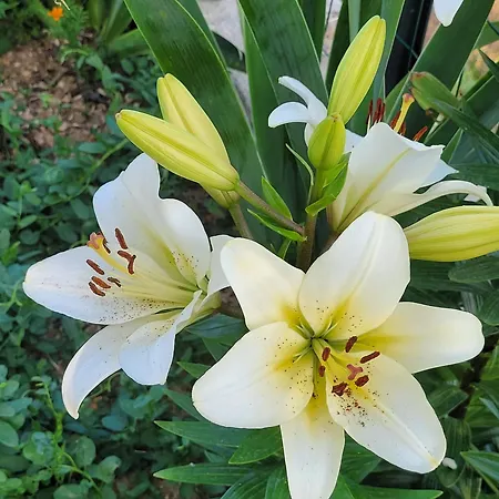 Le Jardin Des Oliviers *